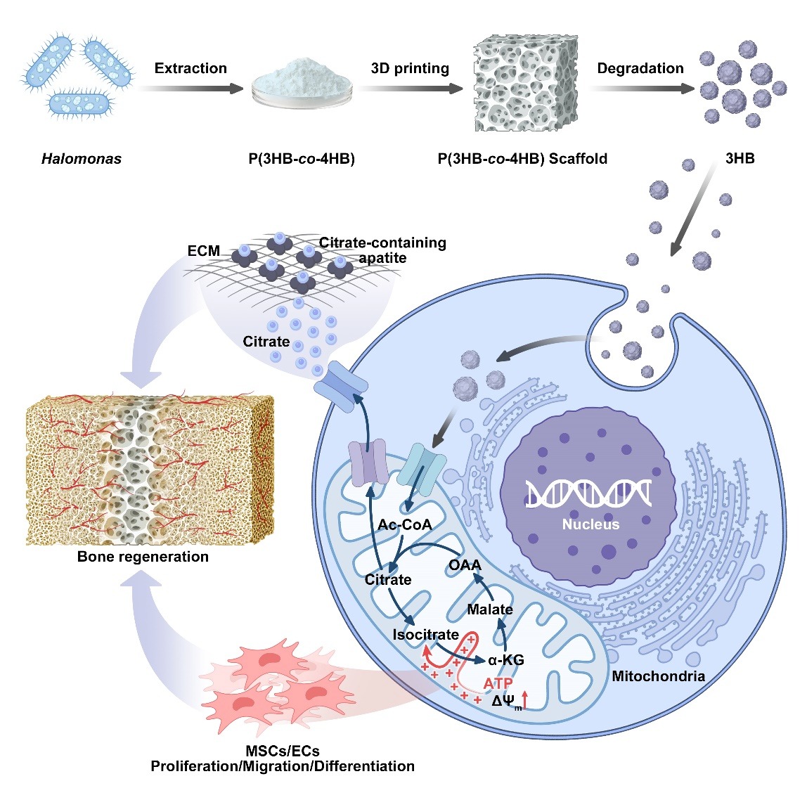 Trends in Biotechnology | 基于再生代謝微環(huán)境的適配MAM材料設(shè)計(jì)和研發(fā)轉(zhuǎn)化
