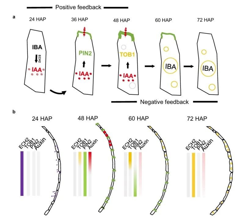 楊貞標團隊揭示植物發(fā)育過程中生長素調(diào)控新機制