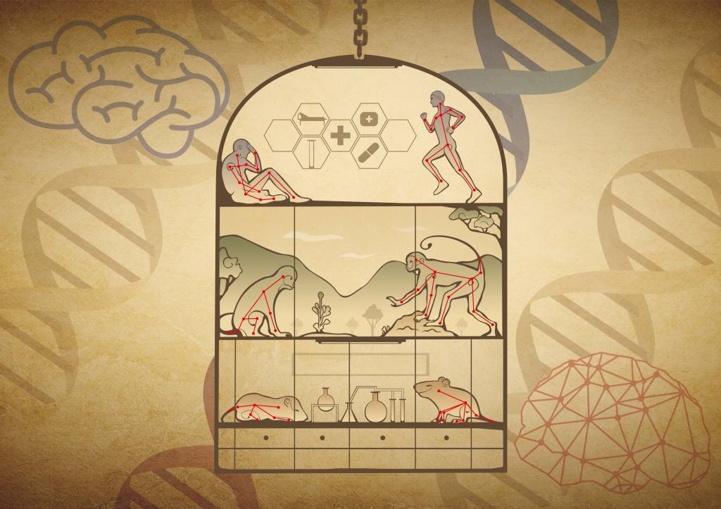 Nature Machine Intelligence ｜ 深圳理工大學(xué)（籌）提出自由社交行為的人工智能精細化分析方法