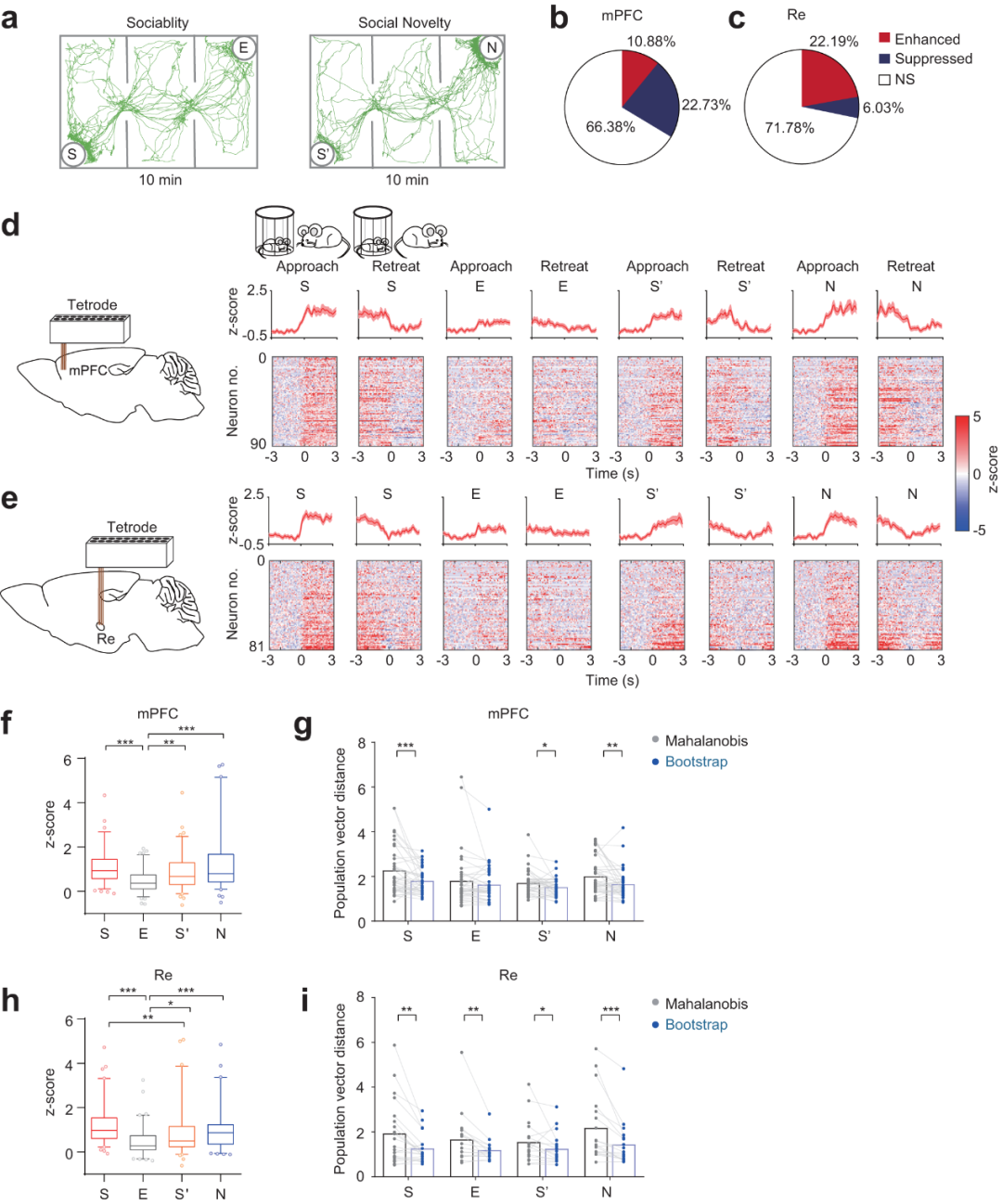Nature communications | 揭示社交信息編碼與個體識別的神經(jīng)環(huán)路機制