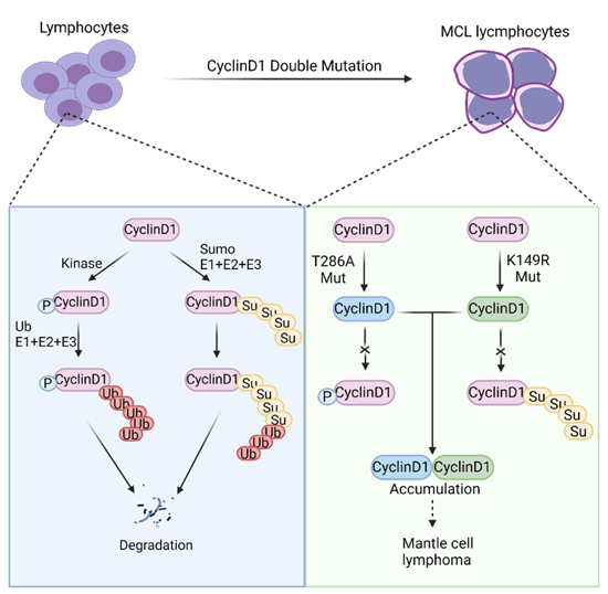 深理工陳棣教授團(tuán)隊(duì)揭示原癌基因?qū)μ准?xì)胞淋巴瘤發(fā)展的作用