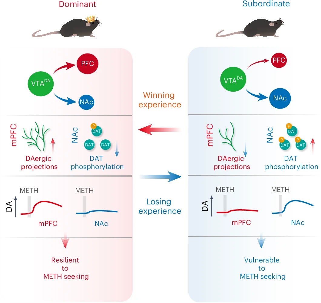 Nature Neuroscience | 深圳理工大學(xué)學(xué)者與合作團(tuán)隊(duì)揭示社會等級調(diào)節(jié)成癮易感性的神經(jīng)機(jī)制