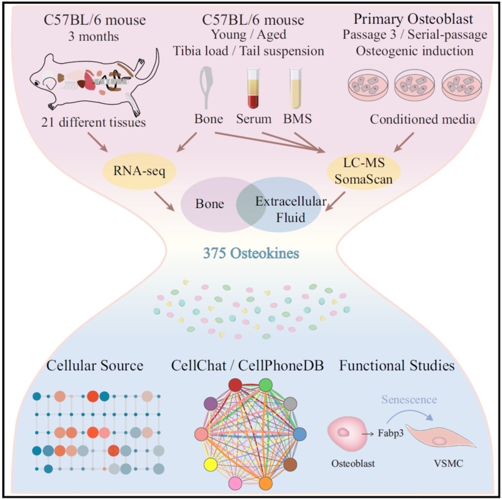 Cell Metab | 揭示參與全身調(diào)控的骨源性因子