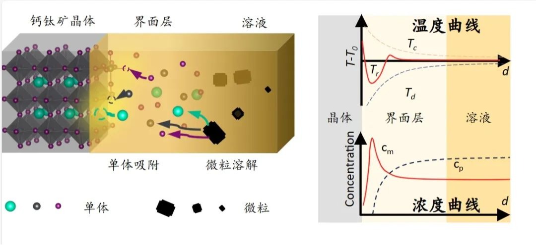 Nature Synthesis丨自調(diào)控晶面“冷保護(hù)層”助力高質(zhì)量鈣鈦礦晶體生長