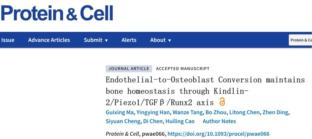 深圳理工陳棣團隊等揭示內(nèi)皮細胞-成骨細胞轉化治療骨質(zhì)疏松的作用機制