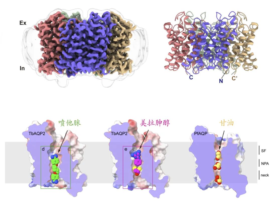 Nature Communications|深理工團(tuán)隊(duì)發(fā)現(xiàn)水通道蛋白藥物轉(zhuǎn)運(yùn)新機(jī)制