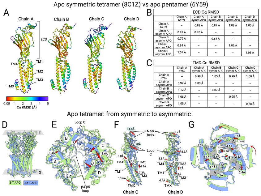 深理工團(tuán)隊(duì)聯(lián)合德國馬普所發(fā)現(xiàn)抗抑郁靶點(diǎn)5-HT3R自主裝配新機(jī)理