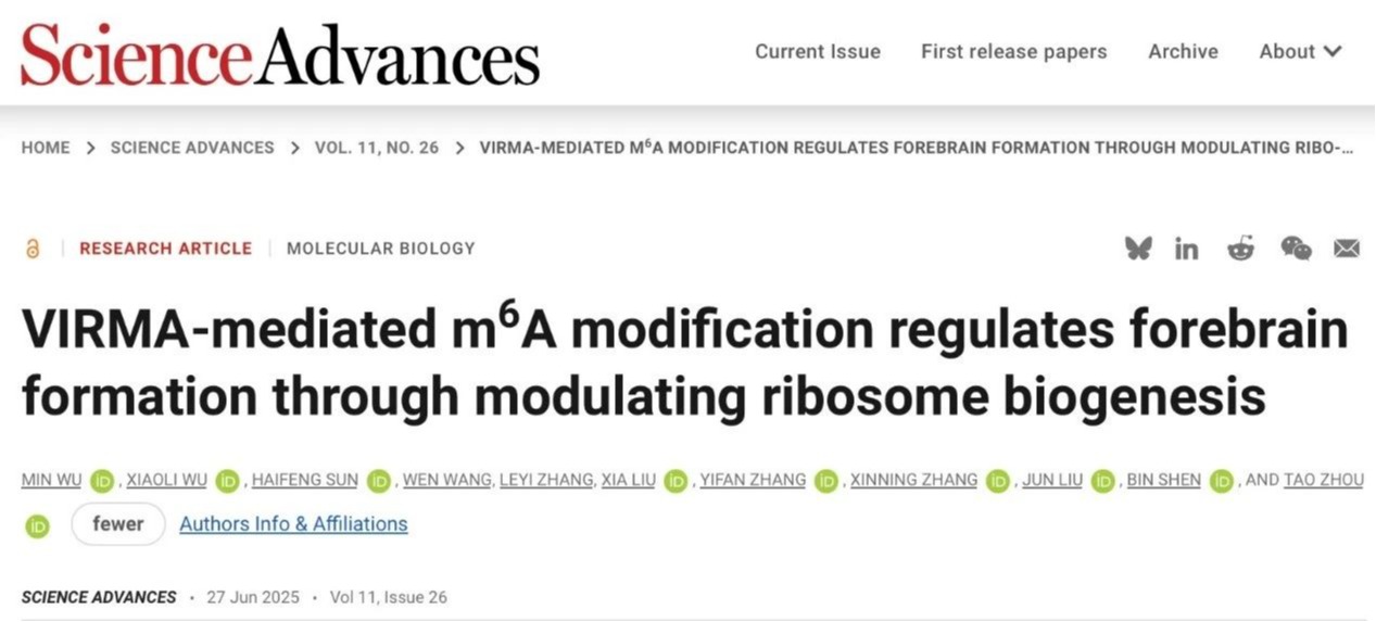 Science Advances | 深圳理工大學(xué)周濤團(tuán)隊(duì)合作揭示RNA m6A調(diào)控核糖體生成通路參與大腦發(fā)育的新機(jī)制