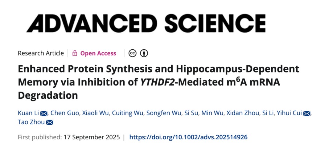 Advanced Science | 深圳理工大學(xué)周濤團(tuán)隊(duì)合作揭示認(rèn)知障礙治療的可能新靶點(diǎn)
