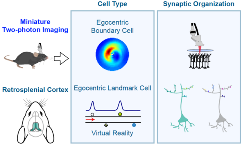 Neuron ｜分不清東南西北？原來是這個神經(jīng)元在“作祟”