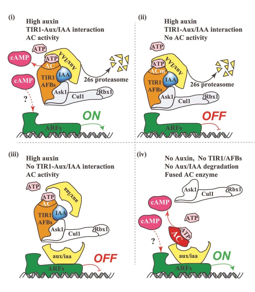 Nature｜或?qū)⒏膶懡炭茣?！深圳理工大學教授合作成果證實cAMP是植物細胞第二信使